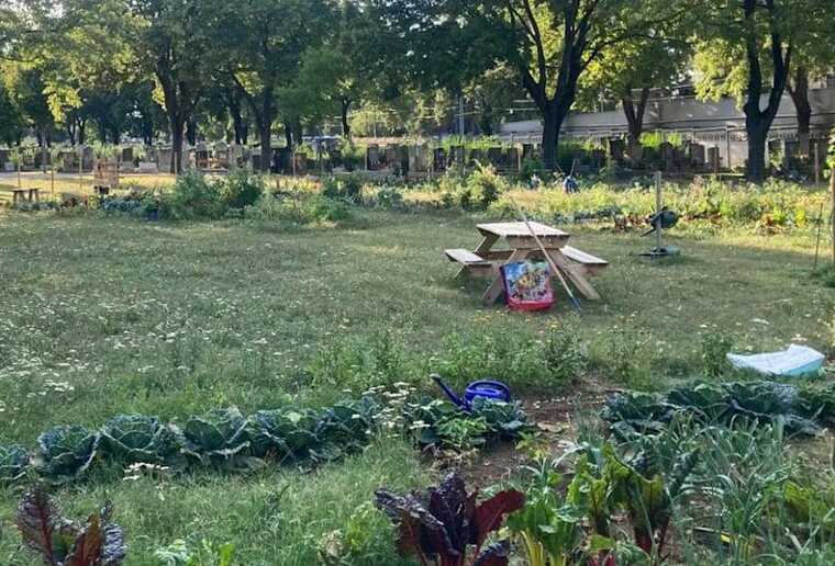 На кладбищах Вены начали выращивать овощи: убийственно вкусный урожай